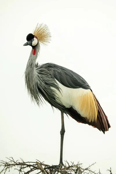 Grey Crowned Crane Thornbush Watching Camera — Stock Photo, Image