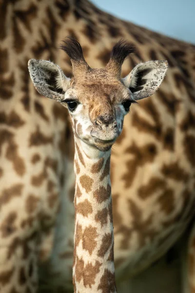 Primo Piano Della Giovane Giraffa Masai Madre — Foto Stock