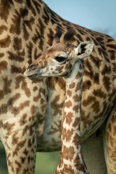 Close Van Masai Giraffe Naast Moeder — Stockfoto