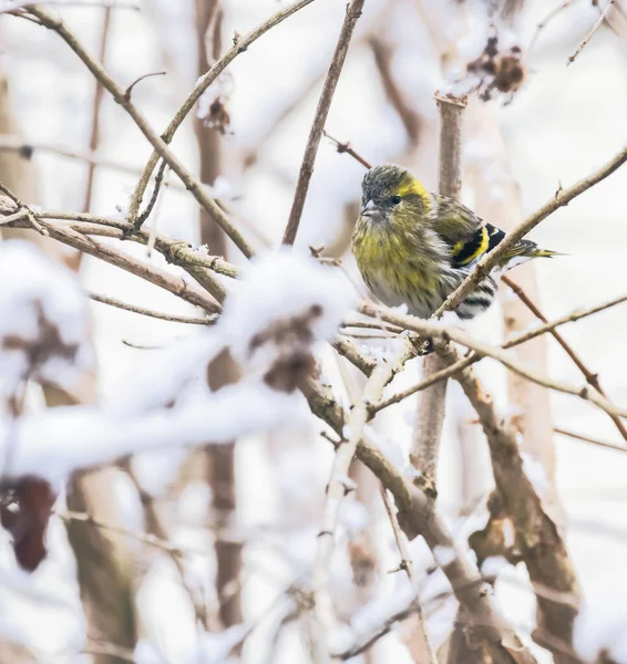 Female Eurasian Siskin Bird Sitting Branch Snow Covered Tree — Stock Photo, Image