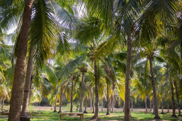 Campo Verano Palma Coco Foto Stock — Foto de Stock