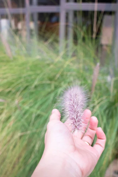 Een Kleine Egel Hand Van Een Kind — Stockfoto