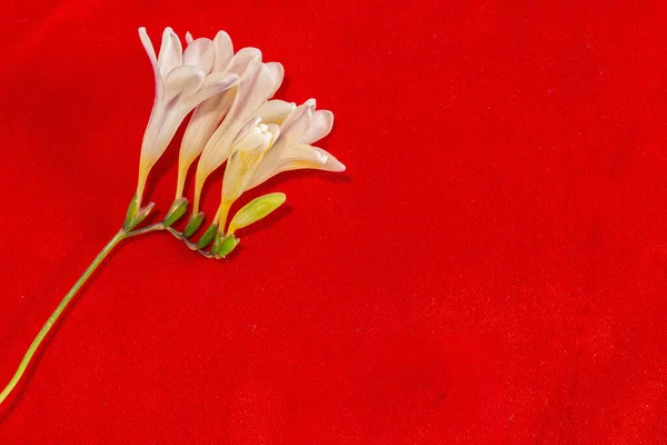 Red Tulip Yellow Background — Stock Photo, Image