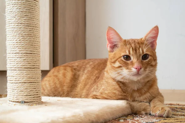 Niedliche Katze Liegt Auf Dem Boden — Stockfoto