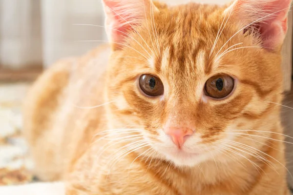 Červená Kočka Žlutýma Očima — Stock fotografie