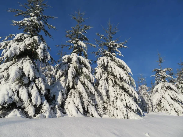 Neve Bianco Freddo Inverno Bellissimo Gelato Alberi Paesaggio — Foto Stock