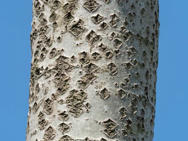 Υφή Φλοιού Δένδρου Φόντο — Φωτογραφία Αρχείου