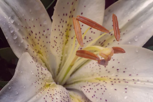 Uma Vista Perto Mostra Parte Central Uma Flor Lírio Branco — Fotografia de Stock