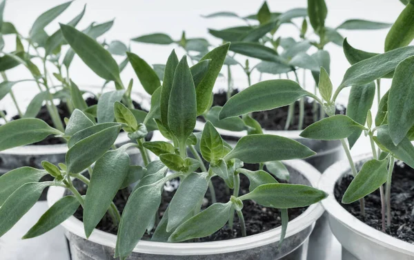 Grüne Pflanze Topf Auf Weißem Hintergrund — Stockfoto