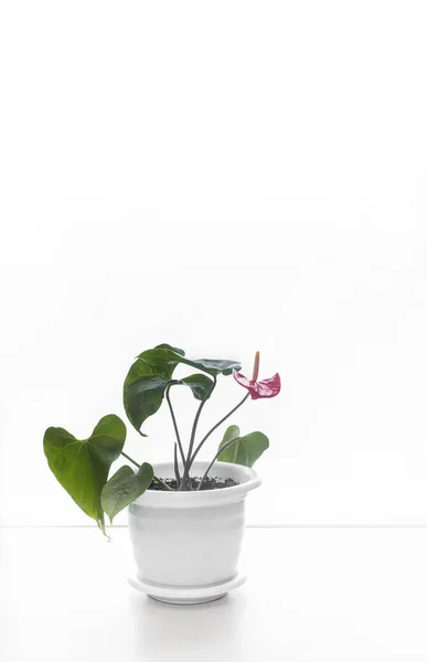 Столе Красивый Крытый Цветок Anthurium Ярко Красными Цветами Вид Спереди — стоковое фото