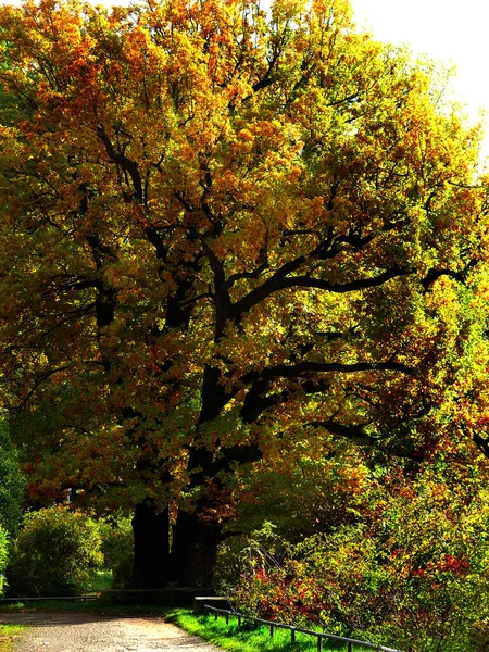 Paysage Automne Avec Des Arbres Colorés — Photo