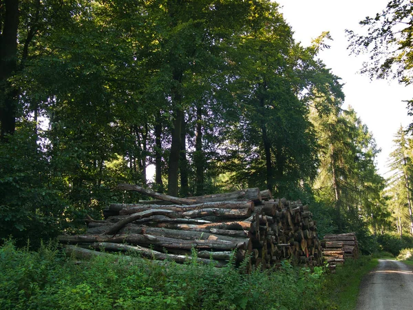 Rönk Erdőben — Stock Fotó