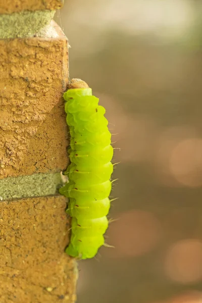 Luna Moth Caterpillar on a Brick Wall in Elk Grove Village, Illinois