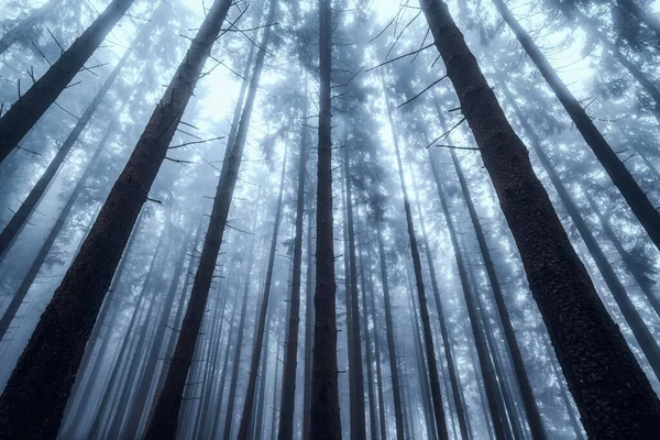 Silhuetas Troncos Árvores Uma Floresta Outono Escura Nebulosa Fundo Natural — Fotografia de Stock