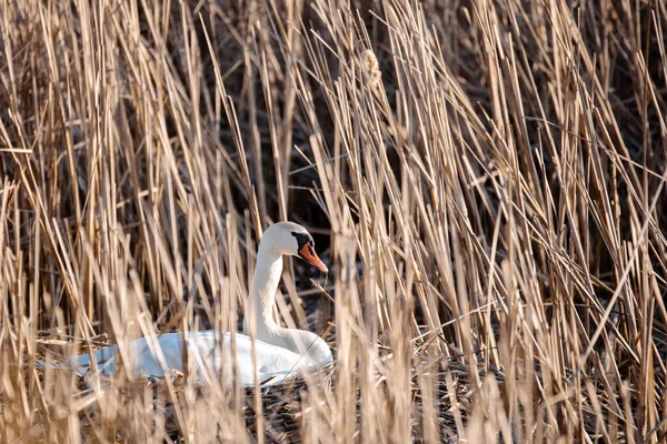 Cisne Mudo Pássaro Selvagem Cygnus Olor Nada Primavera Lagoa República — Fotografia de Stock