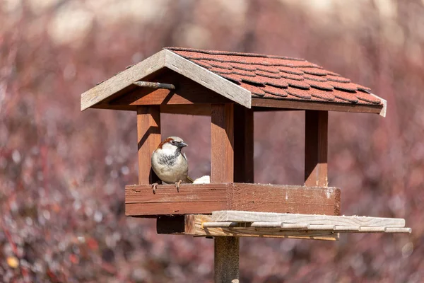 Mâle Moineau Domestique Passer Domesticus Nourrissant Dans Mangeoire Oiseaux Bois — Photo