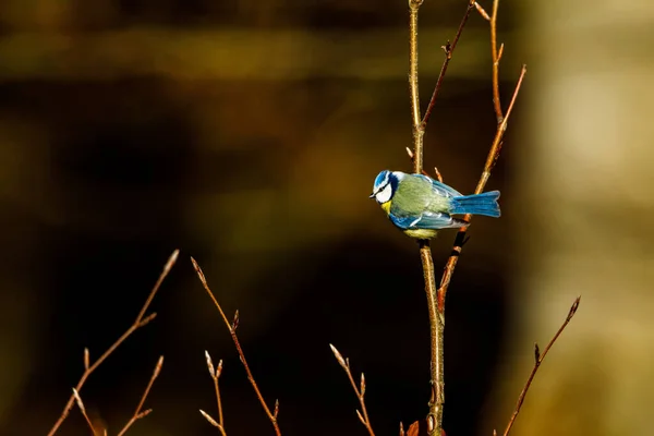 Ein Vogel Sitzt Auf Einem Ast Eines Baumes — Stockfoto