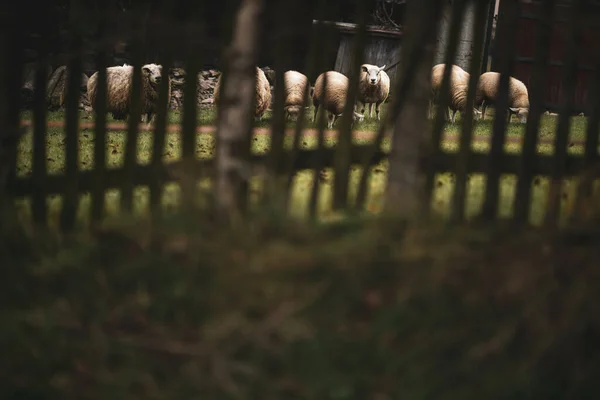 Herd White Sheep Grazes Farm Fenced Pasture — Fotografia de Stock