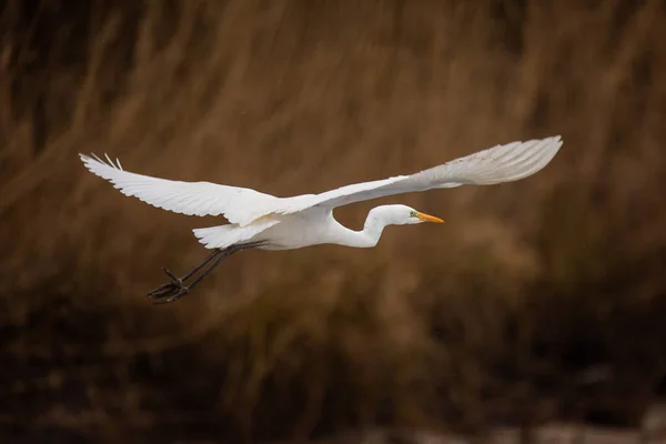 Grande Garça Ardea Alba Também Conhecida Como Garça Comum Voando — Fotografia de Stock