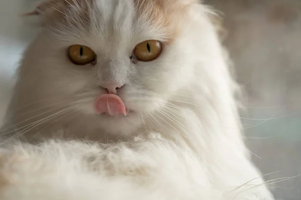 Eine Schöne Weiße Flauschige Katze Leckt Sich Die Lippen Geringe — Stockfoto