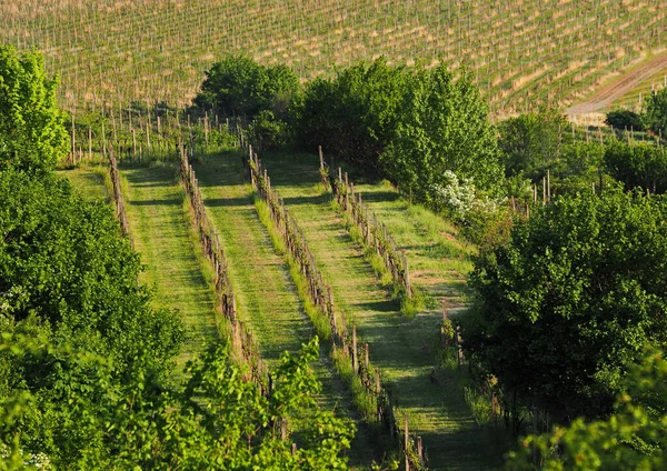 Весенний Цветущий Виноградник Моравии Центральной Европе — стоковое фото