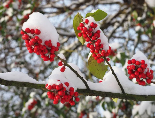 Las Bayas Rojas Del Viburno Sobre Rama Del Árbol Invierno —  Fotos de Stock