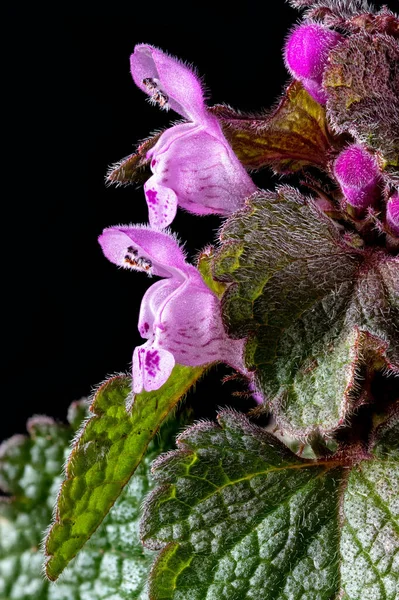 Close Flowers Leaves Red Dead Nettle Isolated Black — Stock Photo, Image