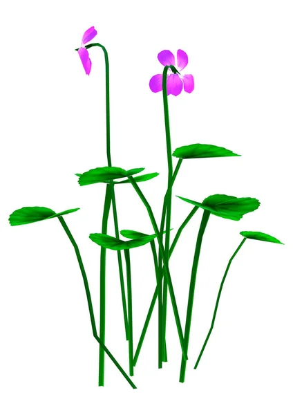 Lila Orchidee Blume Isoliert Auf Weißem Hintergrund — Stockfoto