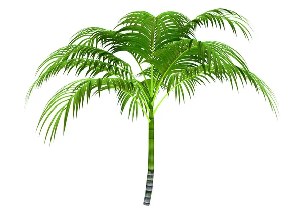 Renderowanie Zielonej Palmy Izolowane Białym Tle — Zdjęcie stockowe