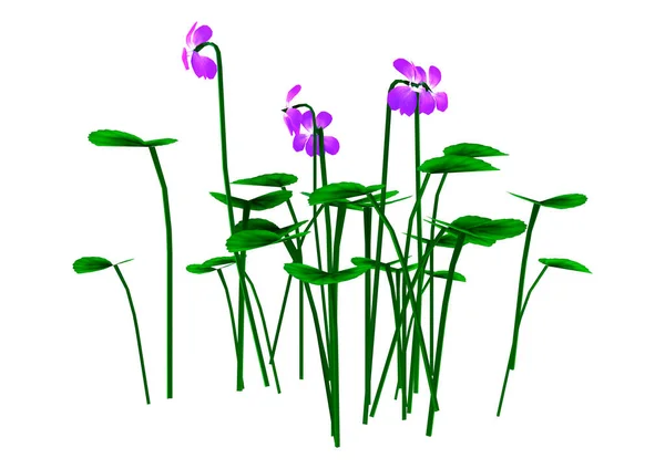 Beautiful Purple Flower Isolated White Background — Stock Photo, Image