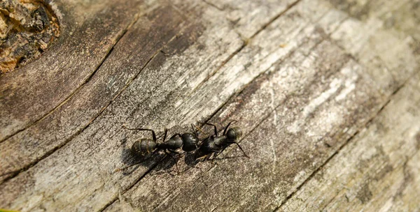 灰色原木上的两只蚂蚁正在争夺霸权 — 图库照片