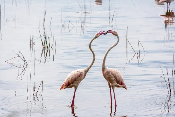 Tanz Der Liebe Flamingos Tanzen Nakuru See Kenia — Stockfoto