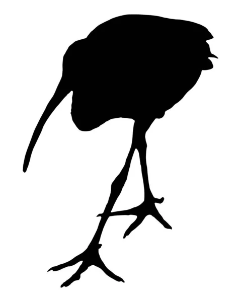 Zwart Silhouet Van Een Vogel — Stockfoto