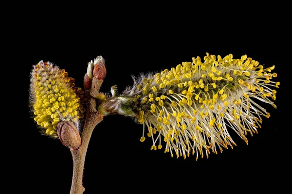 黒地に雄蕊のある柳の木の花のマクロショット — ストック写真