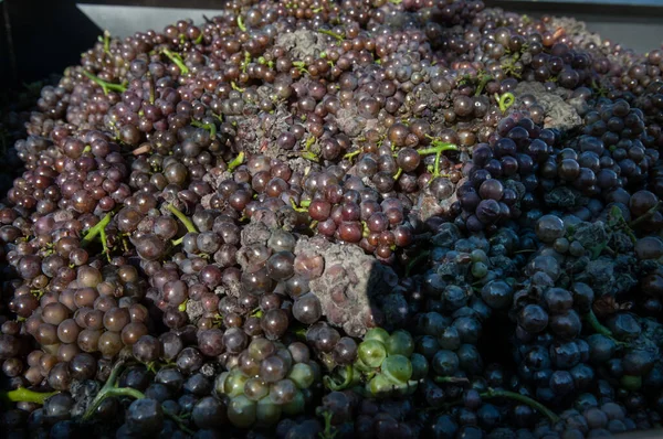 Uvas Verdes Frescas Num Mercado — Fotografia de Stock