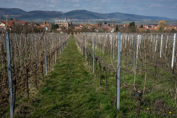 Year Winemaker Begins Vine Cutting Winter Old Shoots Removed One — Stock Photo, Image