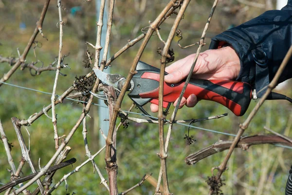 Año Enólogo Comienza Con Corte Vid Invierno Retiran Los Brotes — Foto de Stock