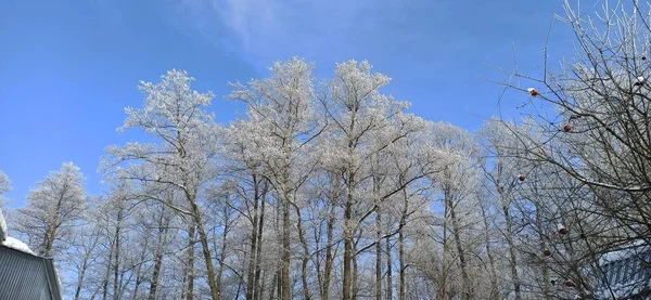 Árboles Cubiertos Escarcha Clima Helado Maravilloso Invierno Bosque Top Ramas —  Fotos de Stock