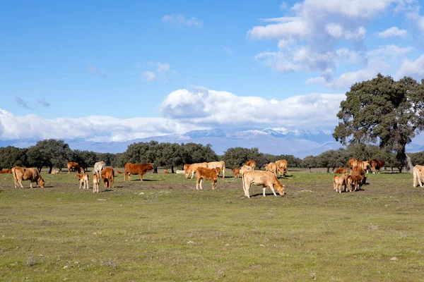 Kühe Grasen Auf Der Weide — Stockfoto