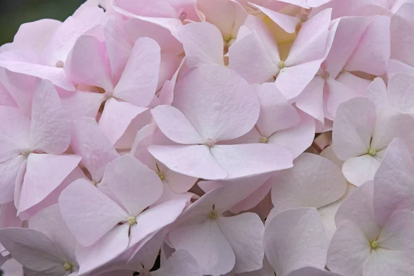 Taze Pembe Ortanca Hortensiya Çiçeklerini Kapatın — Stok fotoğraf