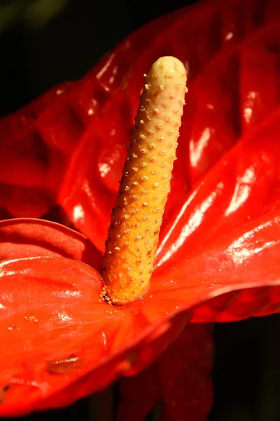 Närbild Röd Tropisk Anthurium Blomma Med Spadix Och Spathe Epifyt — Stockfoto