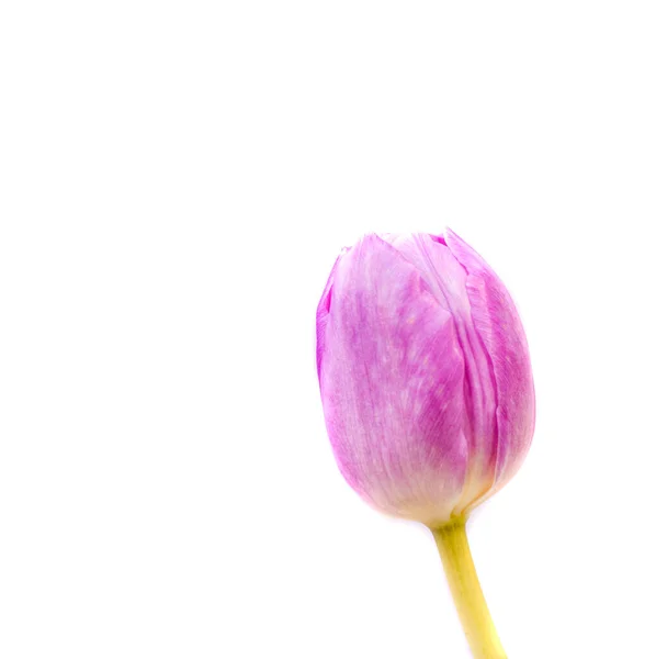 Flor Tulipán Rosa Aislada Sobre Fondo Blanco — Foto de Stock