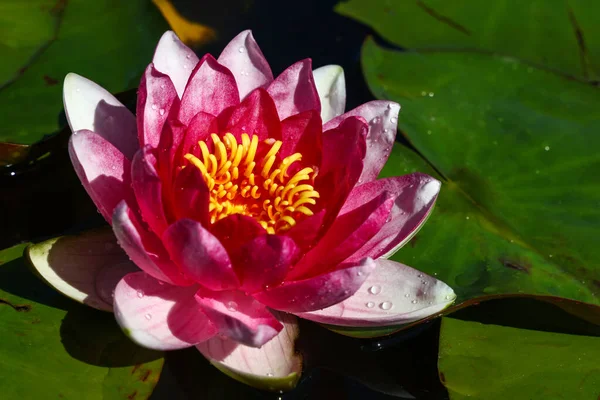 Close Purple Water Lily Flowers Pond High Angle View — Stock Photo, Image
