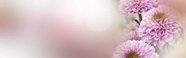 Розовые Цветы День Матери Поздравления Цветочный Натюрморт Пастельного Цвета Нежным — стоковое фото