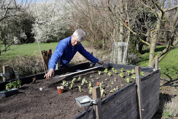 Hombre Mayor Recogiendo Una Planta Jardín — Foto de Stock