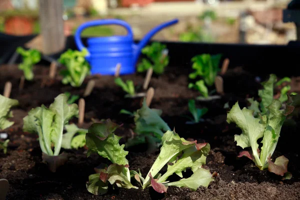 Grüne Gartenpflanzen Gewächshaus — Stockfoto