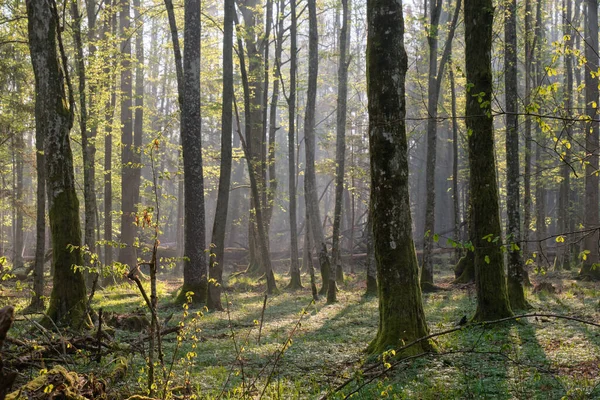 Deciduous forest with old hornbeams in springtime sunrise light, Bialowieza Forest, Poland, Europe