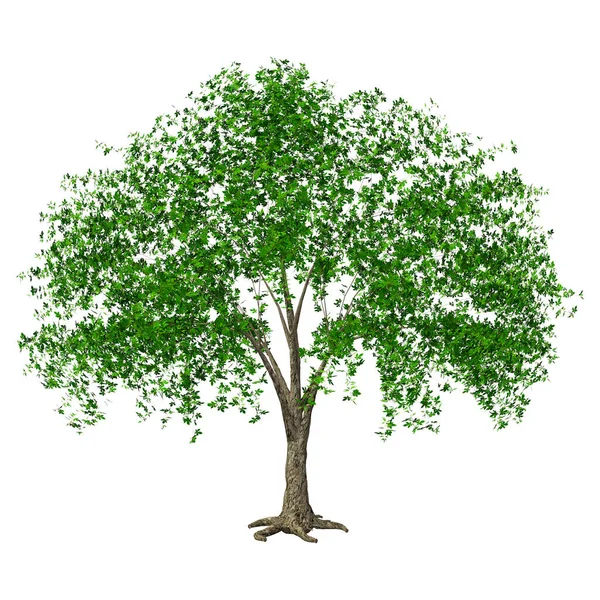 基于白色背景的绿色栗树的三维渲染 — 图库照片