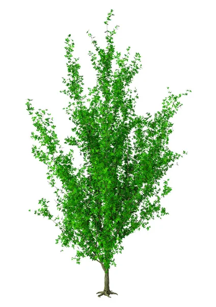 白い背景に孤立した緑の栗の木の3Dレンダリング — ストック写真
