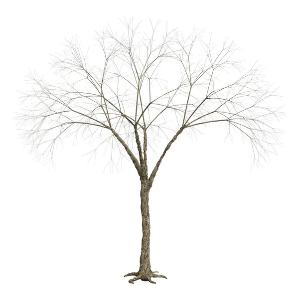 Tree Isolated White Background — Stock Photo, Image